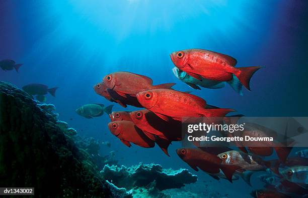 school of goggle eye fish swimming underwater in malaysia, asia - sipadan stockfoto's en -beelden