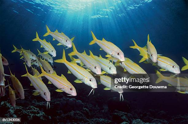 shoal of yellowfin goatfish swimming underwater in sipadan, malaysia asia - east malaysia stock pictures, royalty-free photos & images