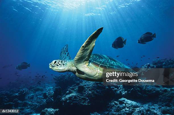 green turtle swimming underwater in sipadan, malaysia (digitally composed) - sipadan stockfoto's en -beelden