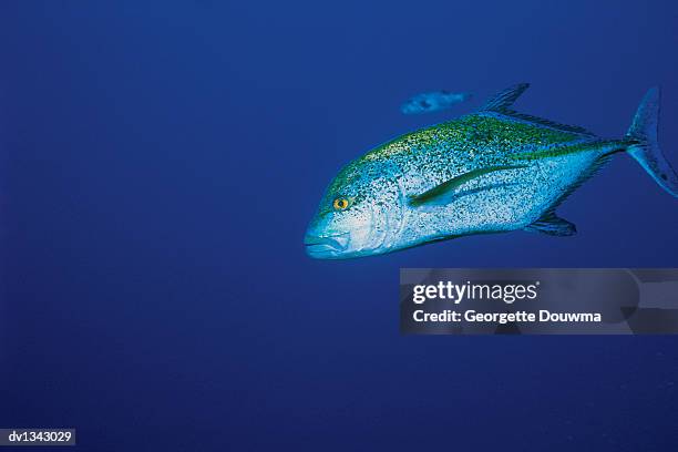 bluefin trevally in the andaman sea - bluefin trevally stock pictures, royalty-free photos & images