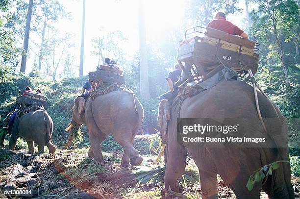 tourists riding elephants in a the jungle, chiang mai, thailand, - voyage15 photos et images de collection