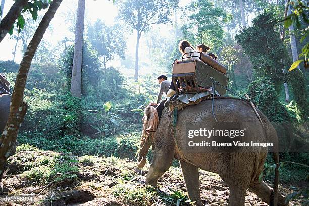 four people sitting on an elephant, chiang mai, thailand - 1 mai stockfoto's en -beelden