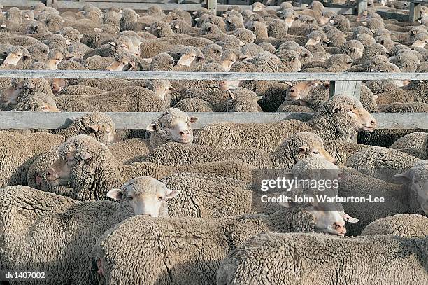 large group of sheep - warburton stock pictures, royalty-free photos & images