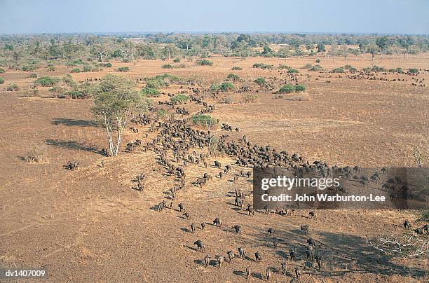 herd of buffalo (syncerus caffer) on open plain,  aerial view, south luangwa national park, zambia - warburton stock pictures, royalty-free photos & images