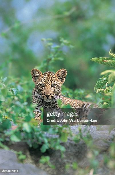 leopard cub (panthera pardus), south africa - leopard cub stock pictures, royalty-free photos & images