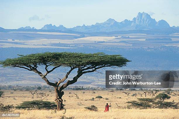 maasai warrior standing under acacia tortilis tree, looking at view of mt kenya across laikipia plain, kenya - tribu de áfrica oriental fotografías e imágenes de stock