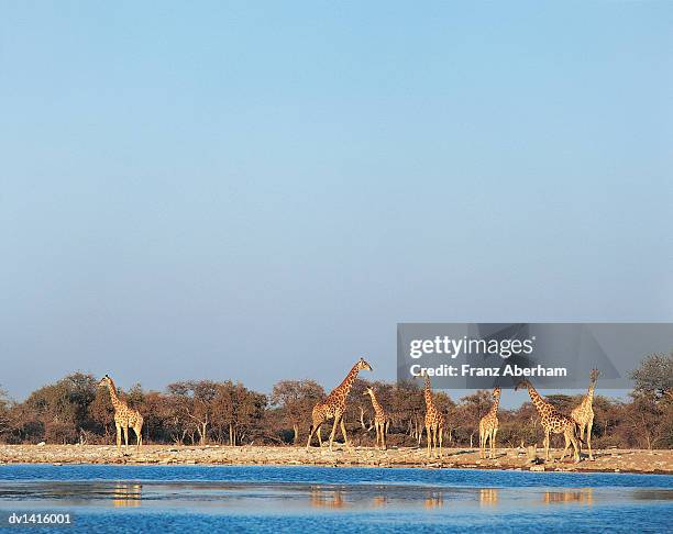 group of giraffes standing by the edge of a waterhole - franz aberham 個照片及圖片檔