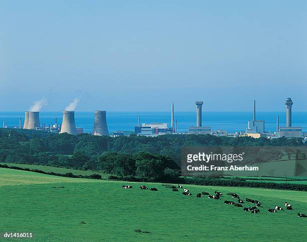 nuclear power station in cumbria, with cows in a field - franz aberham 個照片及圖片檔