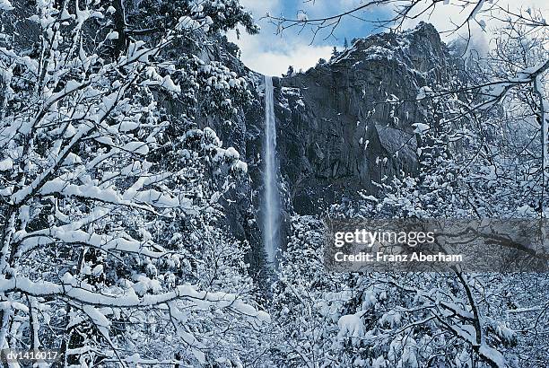 snow on the trees at bridalveil falls, yosemite national park, california, usa - franz aberham 個照片及圖片檔