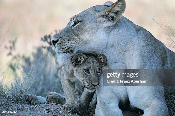 lioness with cub in the kalahari desert, south africa - kalahari stock-fotos und bilder