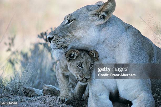 lioness with cub in the kalahari desert, south africa - franz aberham stockfoto's en -beelden