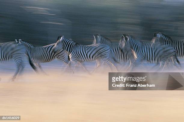 herd of zebras in blurred motion, moremi, botswana - zebra herd running stock pictures, royalty-free photos & images