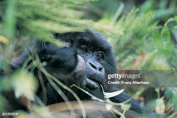 female mountain gorilla, mgahinga national park, uganda - franz aberham fotografías e imágenes de stock