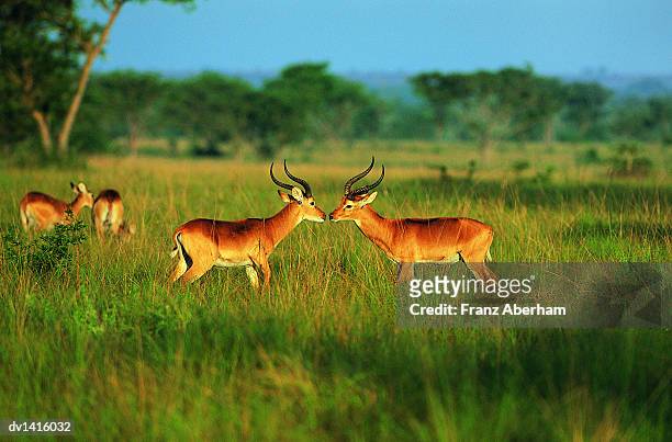 antelopes stand face-to-face in queen elizabeth national park, uganda - franz aberham fotografías e imágenes de stock