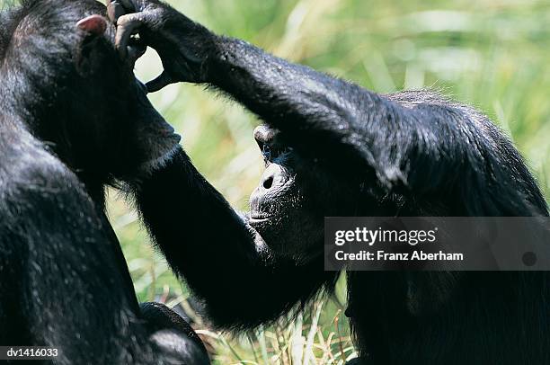 chimpanzee grooming another chimpanzee - franz aberham 個照片及圖片檔