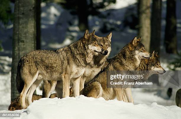 pack of wolves, alaska - quattro animali foto e immagini stock