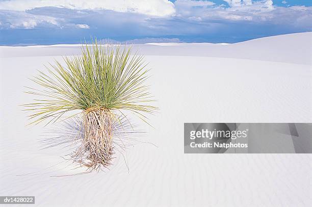yucca growing in the desert, white sands national monument, new mexico, usa - the monument stock pictures, royalty-free photos & images