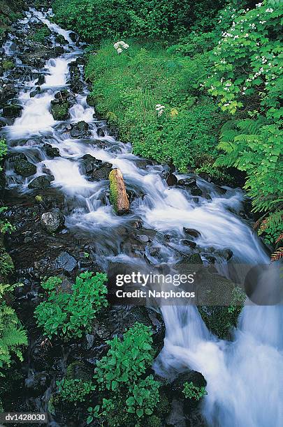 waterfall in columbia river gorge national park, utah, usa - columbia gorge - fotografias e filmes do acervo