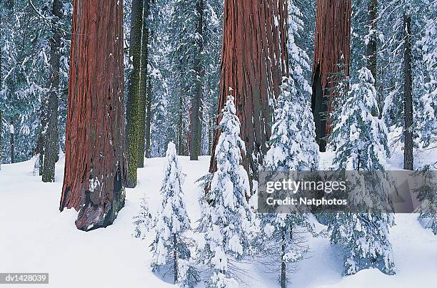 white firs and sequioas in snow, sequoia national park, california, usa - sequoia stock pictures, royalty-free photos & images