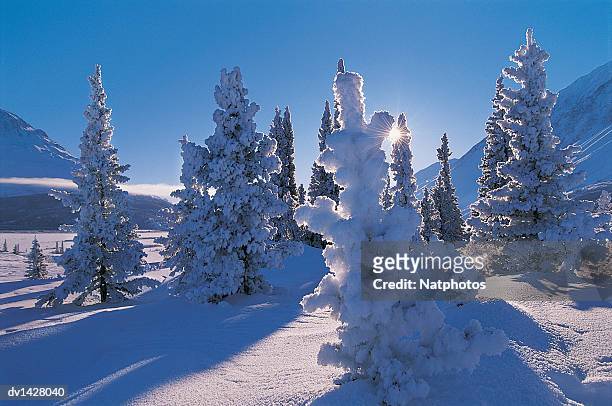 frost covered douglas firs, kluane national park, yukon, canada - douglas fir ストックフォトと画像