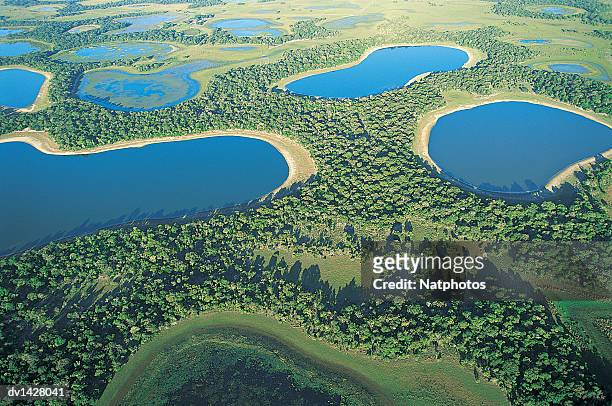 the pantanal wetlands, brazil - pantanal wetlands foto e immagini stock