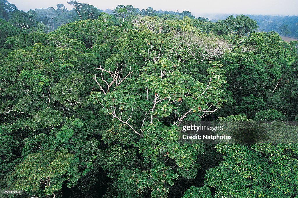 Rainforest Tree Canopy, Posada Amazonas, Amazonia, Peru