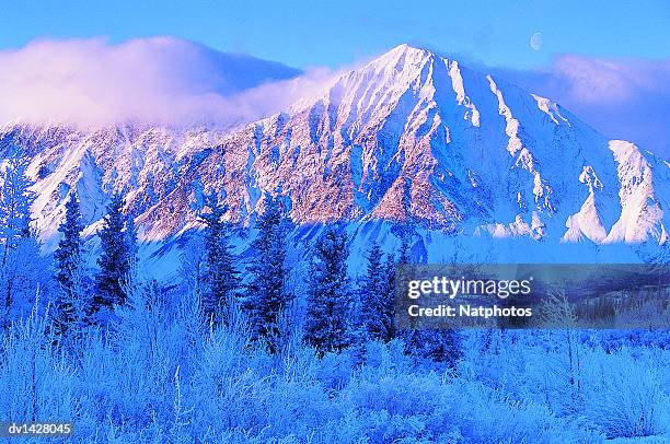 frost covered douglas firs with a mountain in the background, kluane national park, yukon, canada - douglas fir ストックフォトと画像