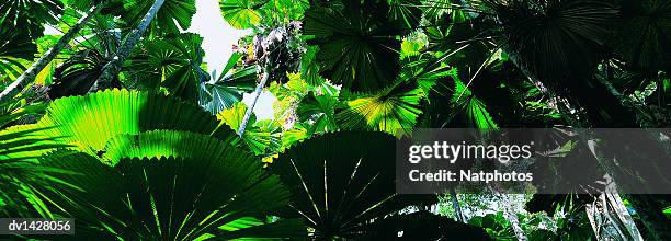 licuala palm trees growing in a rainforest, mission beach, wet tropics, queensland, australia - waaierpalm stockfoto's en -beelden