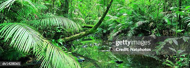 creek flowing through a palm grove, tropical rainforest, queensland, australia - australia panoramic stock-fotos und bilder