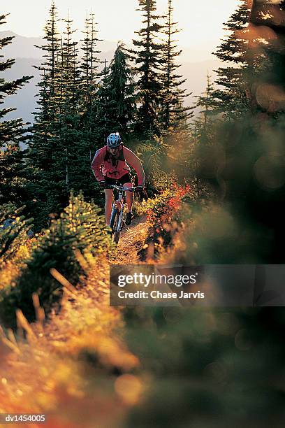 man cycling on a mountain bike in a forest - jarvis summers stock pictures, royalty-free photos & images