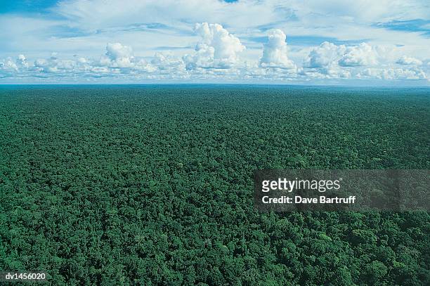 amazon rainforest tree canopy, brazil - foret amazonienne photos et images de collection