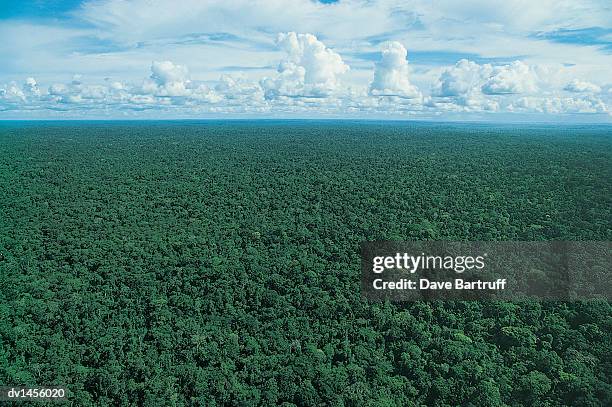 amazon rainforest tree canopy, brazil - regione amazzonica foto e immagini stock