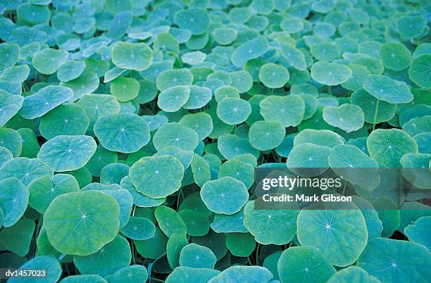 nasturtium plants - gibson stock pictures, royalty-free photos & images