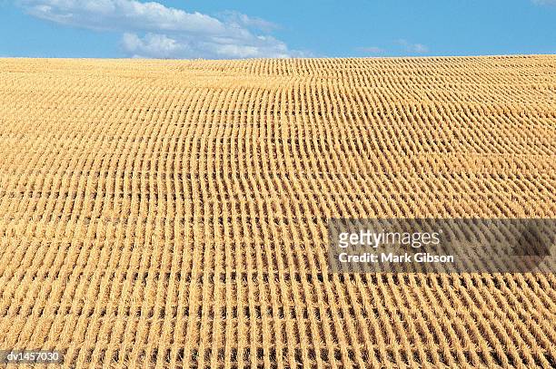 wheat field - gibson stock pictures, royalty-free photos & images