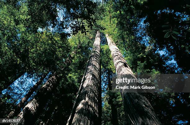 redwood tress, jedediah smith redwoods state park, usa - gibson stock pictures, royalty-free photos & images