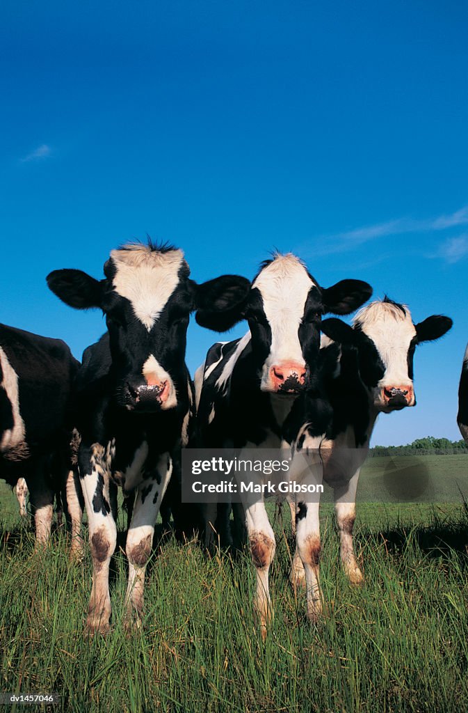 Jersey Cows, Wisconsin, USA