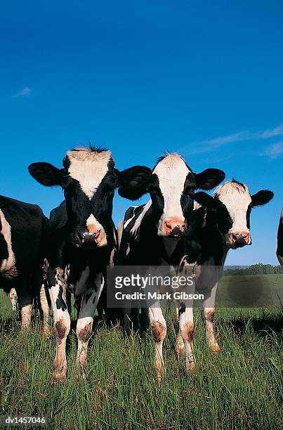 jersey cows, wisconsin, usa - staadts,_wisconsin stock pictures, royalty-free photos & images