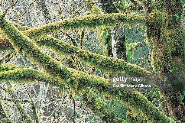 close up of moss on the branch of a tree, yachats, oregon, united states of america - gibson stock pictures, royalty-free photos & images