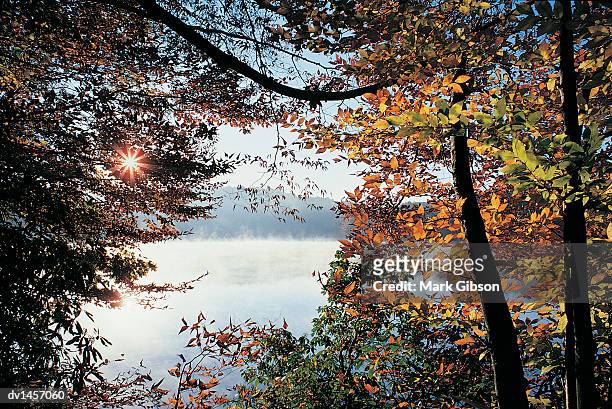 lens flare through trees by lake price, blue ridge parkway, north carolina, usa - gibson stock pictures, royalty-free photos & images