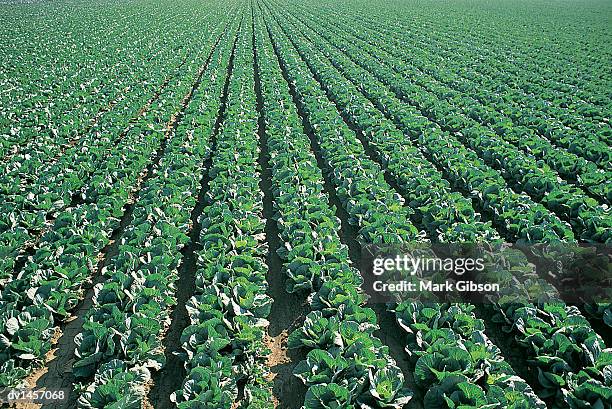 crop of cabbage growing in lines in a ploughed field, salinas, california, usa - gibson stock pictures, royalty-free photos & images