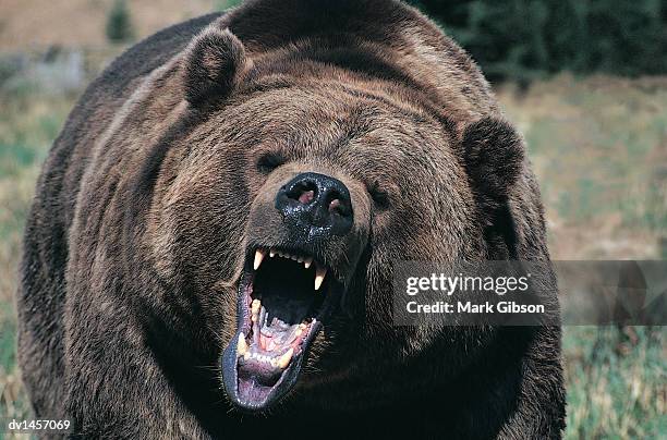 front view of a roaring grizzly bear - gibson stock pictures, royalty-free photos & images