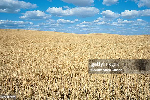 field of wheat, washington state, usa - gibson stock pictures, royalty-free photos & images