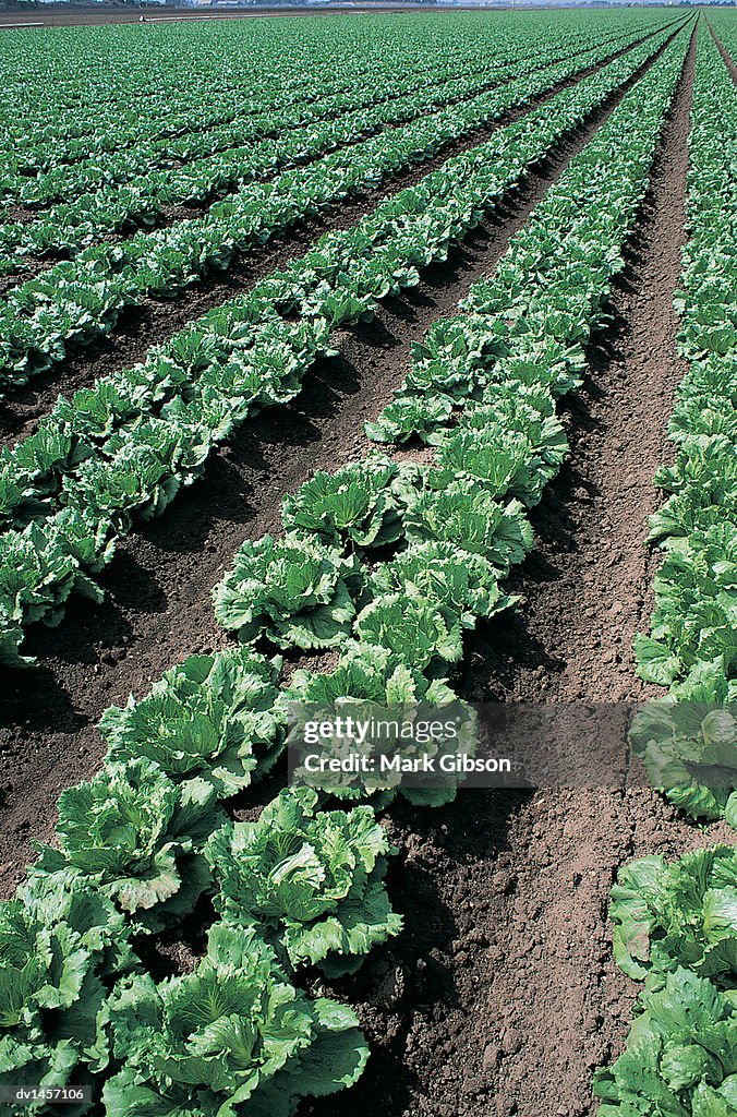 Field of Lettuce in Salinas, California, Diminishing Perspective