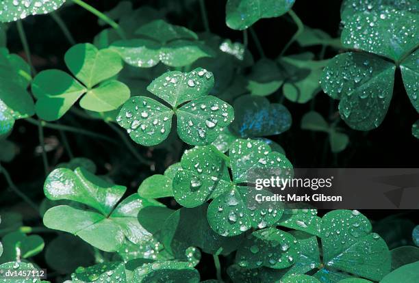 redwood sorrel, humboldt redwoods state park, california - gibson stock pictures, royalty-free photos & images