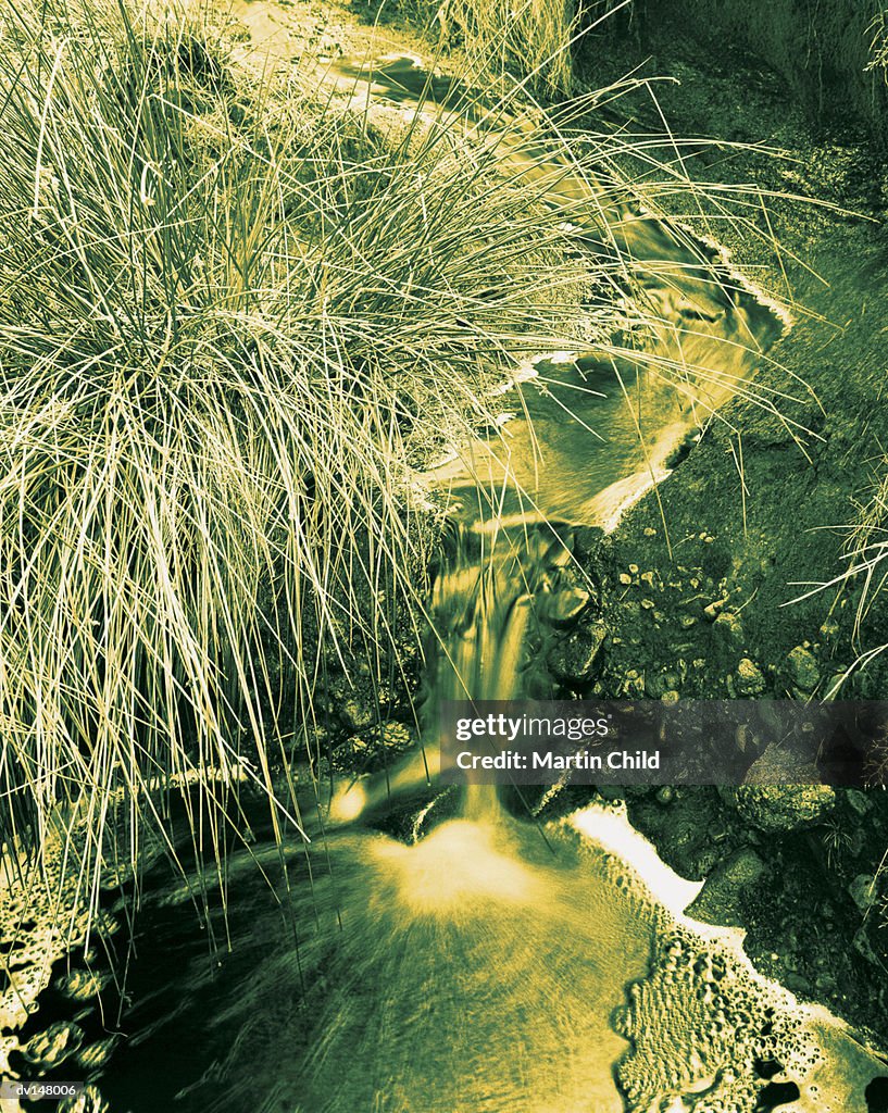 Spindly grass growing above small bubbling brook