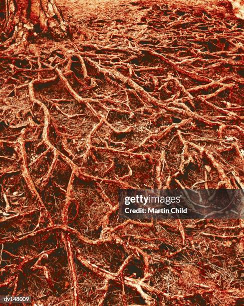 Tree Roots Red 422 Tree Root System Stock Photos, High-Res Pictures, and Images ...