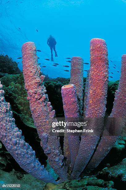 Stephen Pack 1,652 Stephen Pack Stock Photos, High-Res Pictures, and Images - Getty ...