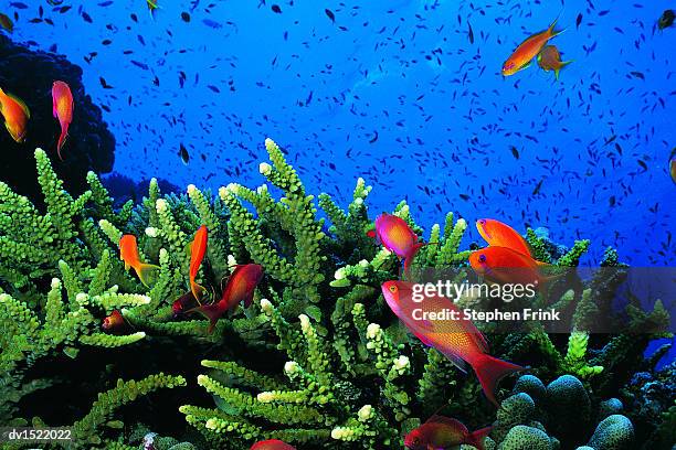 male and female scalefin anthias, (pseudanthias squamipinnis) swimming on coral - basslet stock pictures, royalty-free photos & images