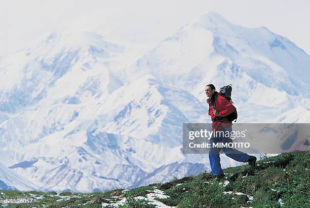 hiker walking on grass in spring with mt mckinley in the background, denali national park, alaska, usa - cathedral peaks stockfoto's en -beelden