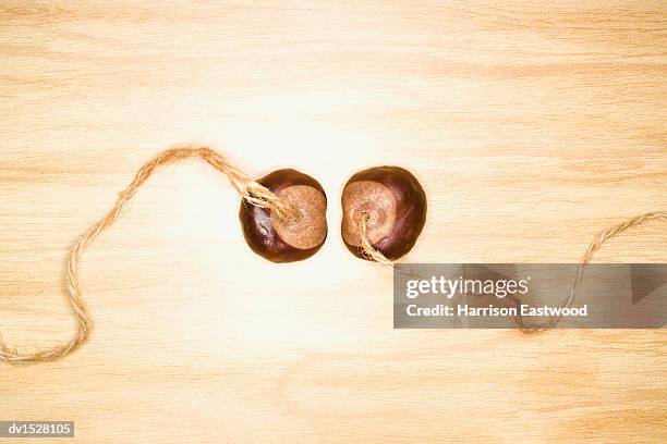 two conkers side by side on a table - harrison wood stock pictures, royalty-free photos & images